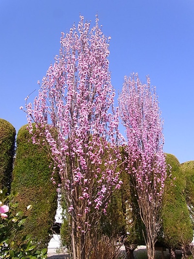 01.社長自慢の桃