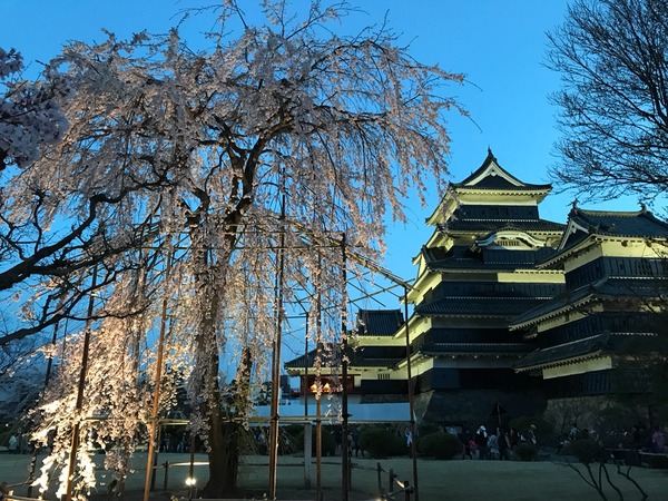松本城の夜桜