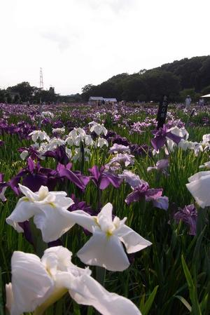 花菖蒲1