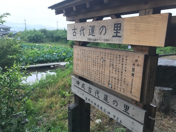 古代蓮の里