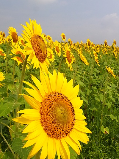 08.花が光ってる