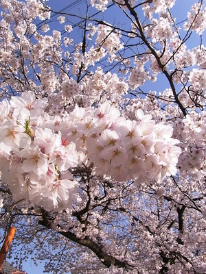 ０７．青空と桜