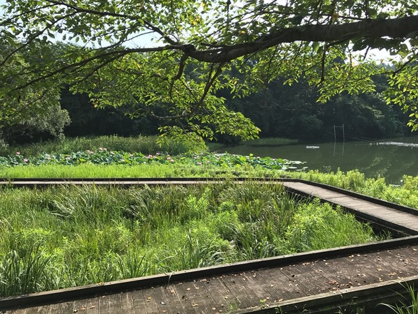 湖の上の道