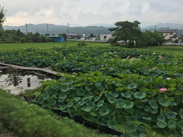 朝の蓮池