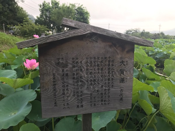 大賀蓮