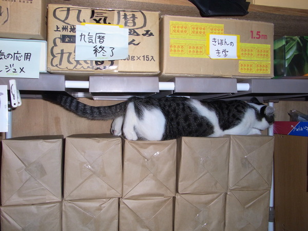侵入者