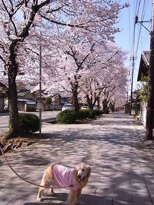 ��������Ȩ���Ȥ����