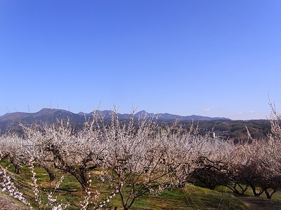04.榛名の山と梅の花