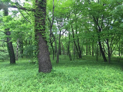 都会の杜