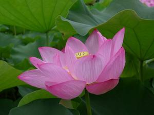 LOTUS1
