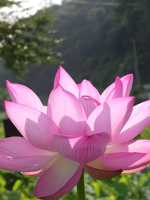 06.蓮3