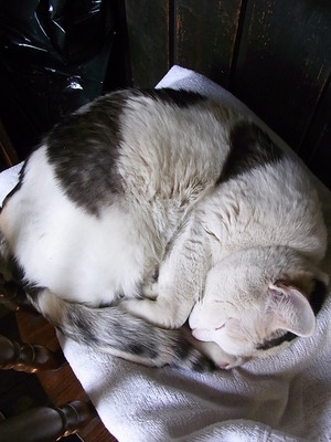 18.招き猫
