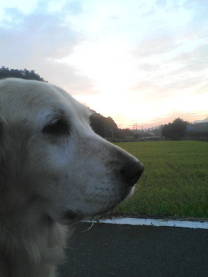 �����������Ԥ�