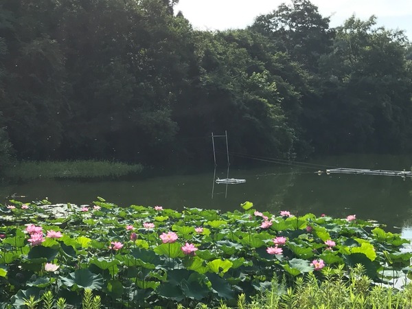 丹生湖の蓮