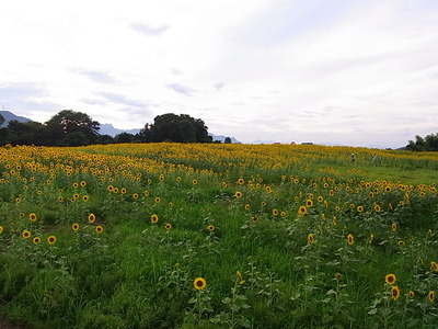 08.遠くへ行く程濃くなる黄色