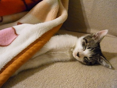 眠り猫