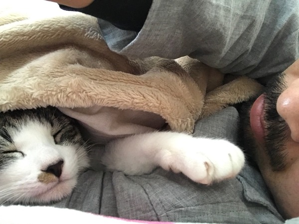 眠り猫シャンピ