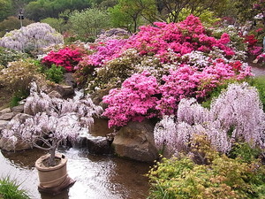 つつじ