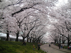 �����������ڤβ���ͷ�֥��å�