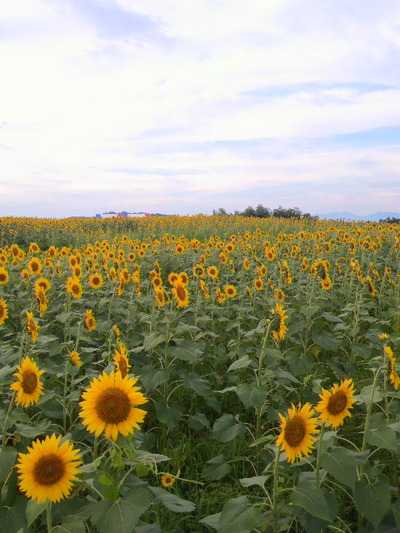 01.丹生湖のひまわり