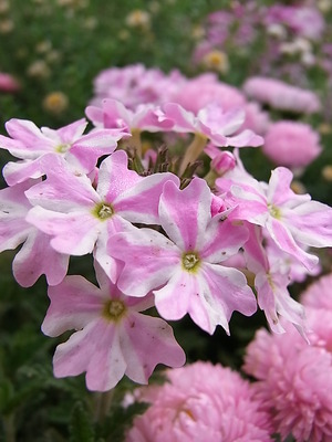 04.花壇