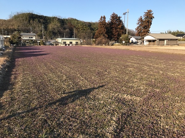 一面のお花