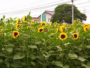 08.ひまわり
