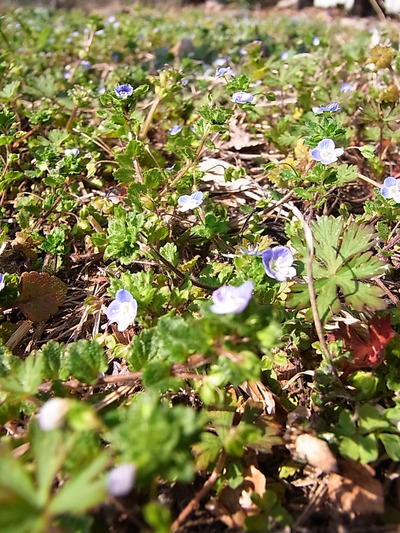 03.野に咲く花