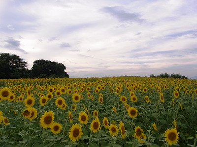 10.夢の中で見たことがある気がする
