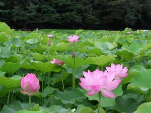 LOTUS2