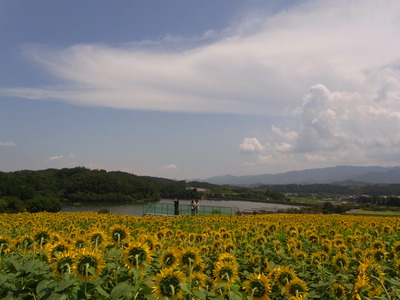 同じ方を向く花