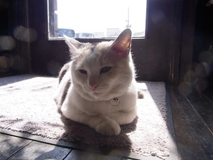 11.ルルちゃん