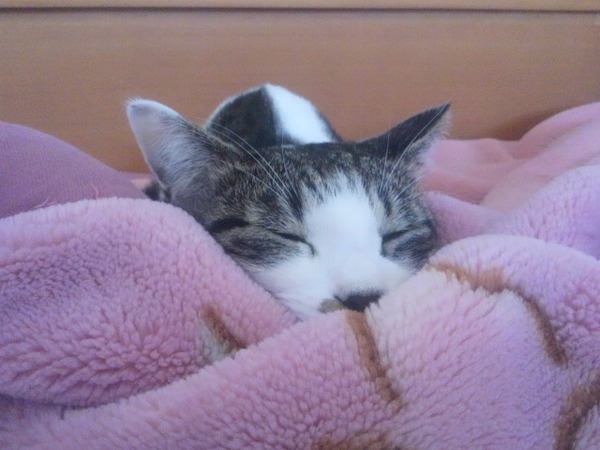 モフモフ
