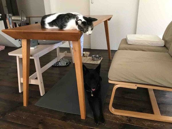 猫と犬