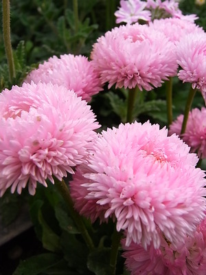 03.花壇