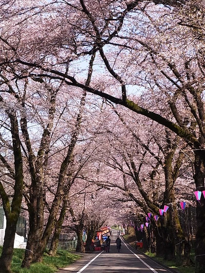 01.三分咲き