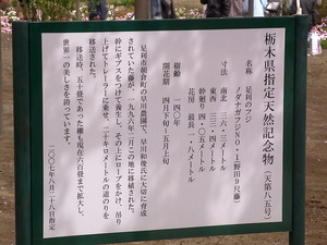 11.藤9