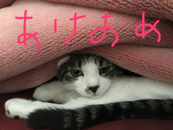 ねこ部長