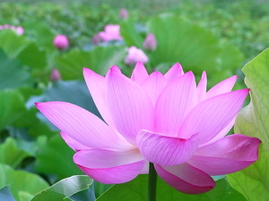 4.ROTUS再び4