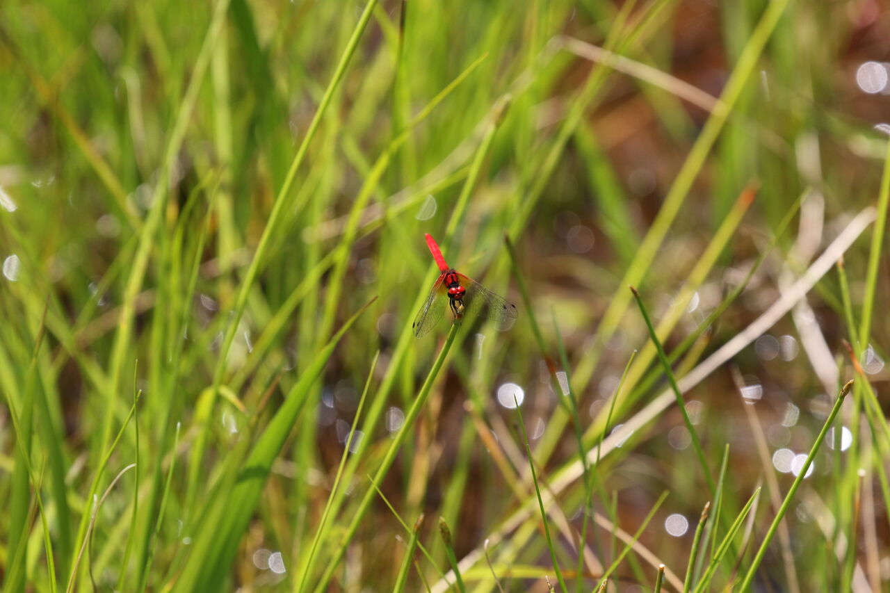 第11回養成講座 21年6月 矢並湿地への遠足 ジュニアもりレンジャーのblog