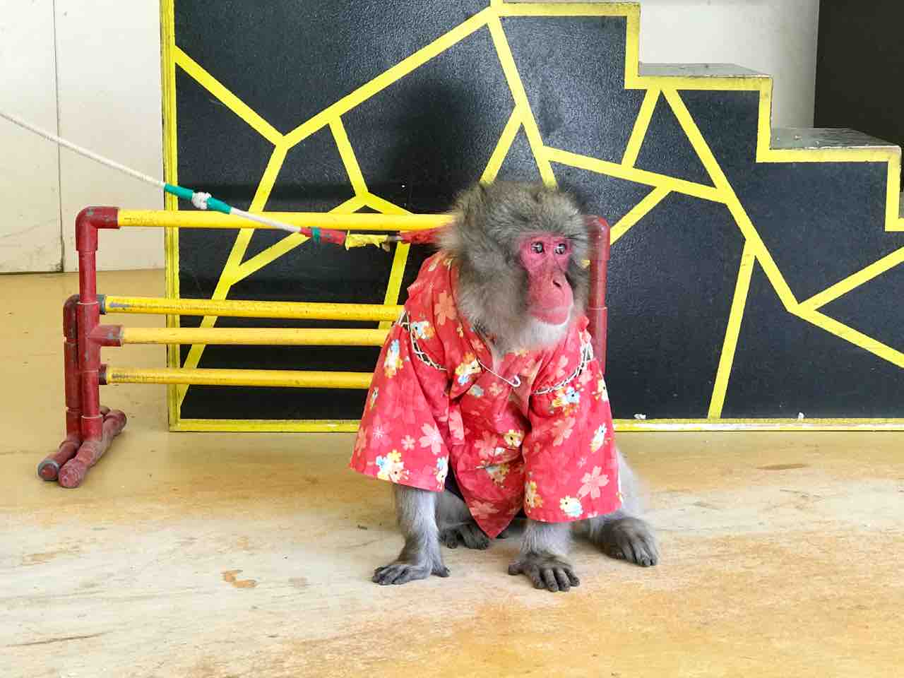 再びおさるさんと戯れる 小豆島のカタチ