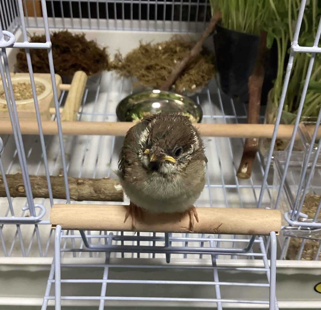 雀の子10日目。 : 風は明日の方角から lmaginator 來田 淳blog