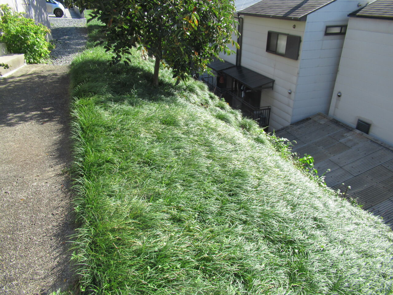 御隆荘ガレージ斜面の龍の髭 風は明日の方角から Lmaginator 來田 淳blog 御隆荘ガレージ斜面の龍の髭 風は明日の方角から Lmaginator 來田 淳blog