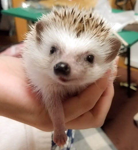 ましゅまる戻りました ハリネズミましゅまるのいっぽいっぽ