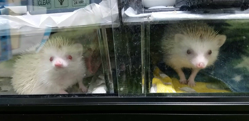 アクリルロフト 作り方編 ハリネズミましゅまるのいっぽいっぽ