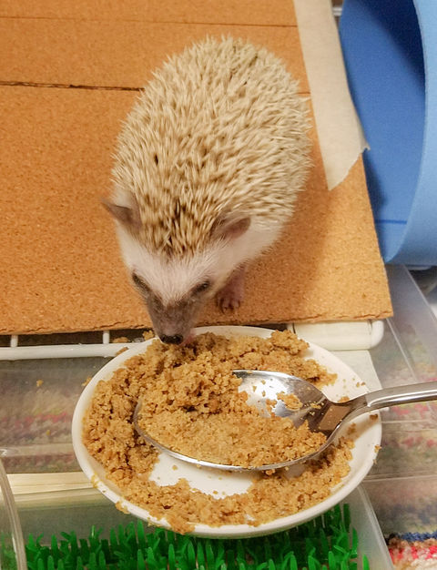 ケージ改造計画 ハリネズミましゅまるのいっぽいっぽ