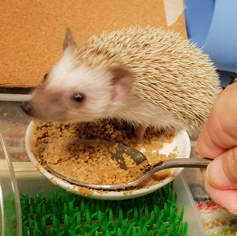 ケージ改造計画 ハリネズミましゅまるのいっぽいっぽ