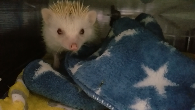 アクリルロフト 作り方編 ハリネズミましゅまるのいっぽいっぽ