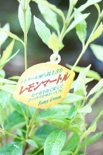 鉢暮らし レモンマートル 天然素材de小さな木の家 鉢暮らし レモンマートル 天然素材de小さな木の家