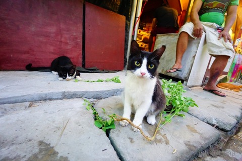 batch_DSC05558